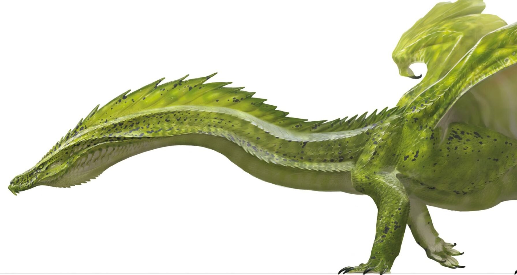 Deck n Roll - Games Night